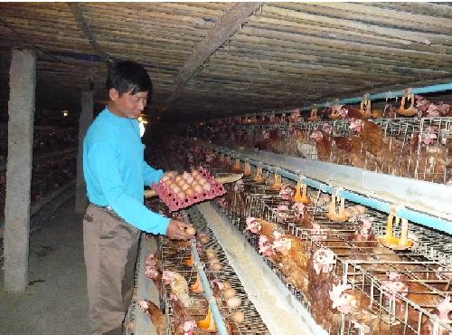 Trang trại gà đẻ trứng hộ anh Ngô Văn Ánh - xã Bảo Đài, Lục Nam