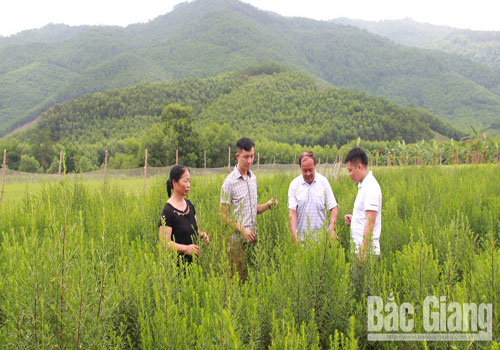 Phát triển nông sản ở vùng cao Sơn Động