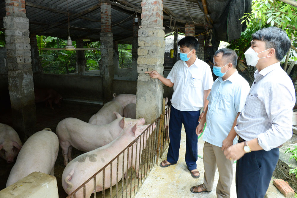 Tăng cường các biện pháp phòng, chống bệnh dịch tả lợn châu Phi