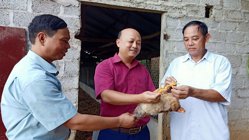 Bắc Giang: Cung ứng gần 1 nghìn con gà sáu ngón Vân Sơn trong dịp Tết Nguyên đán