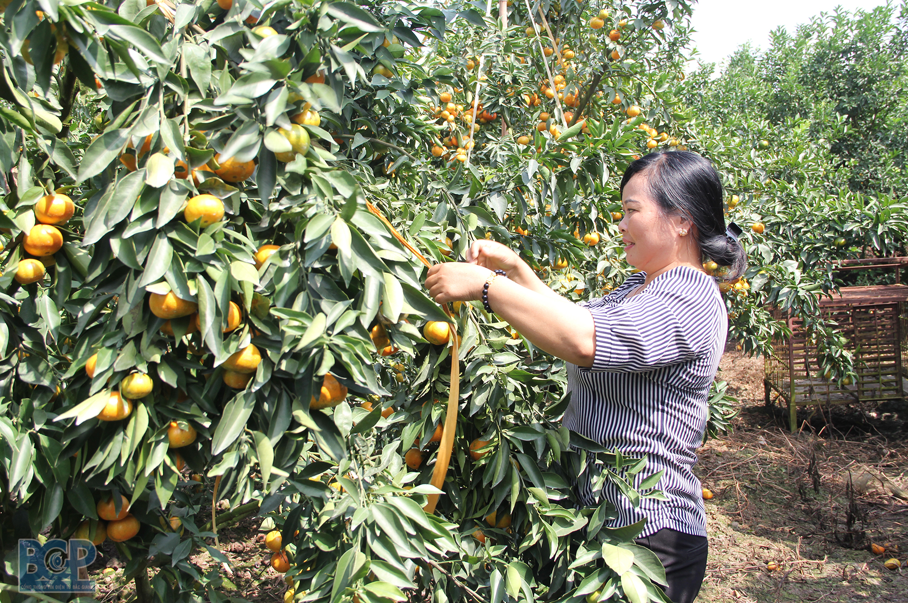 Hội Nông dân tỉnh Bắc Giang tích cực hướng dẫn thành lập các tổ hợp tác, hợp tác xã