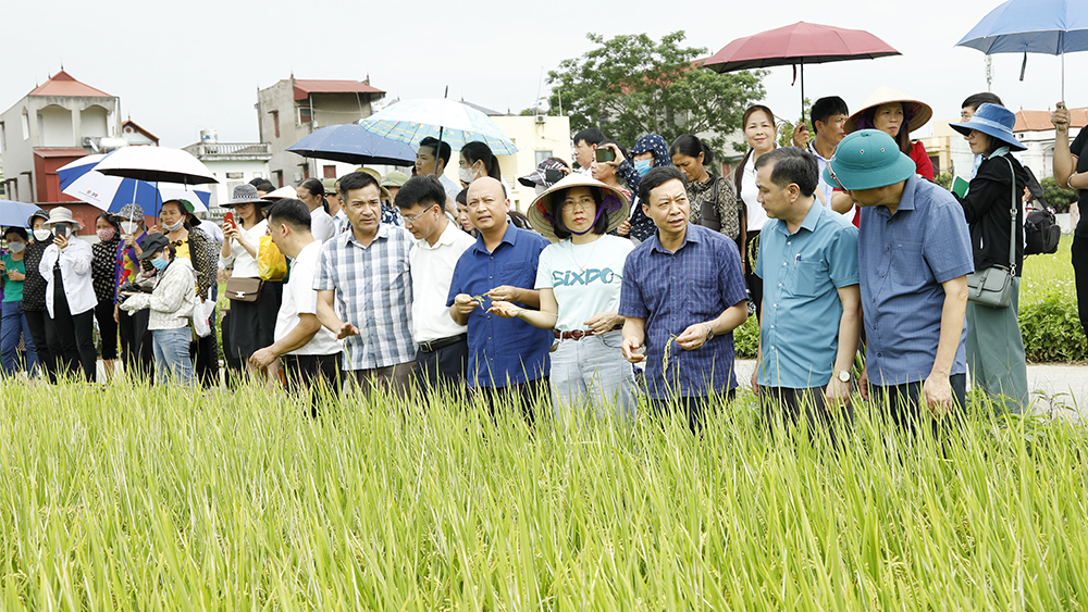 Bắc Giang: Trao đổi kinh nghiệm canh tác lúa thân thiện với môi trường