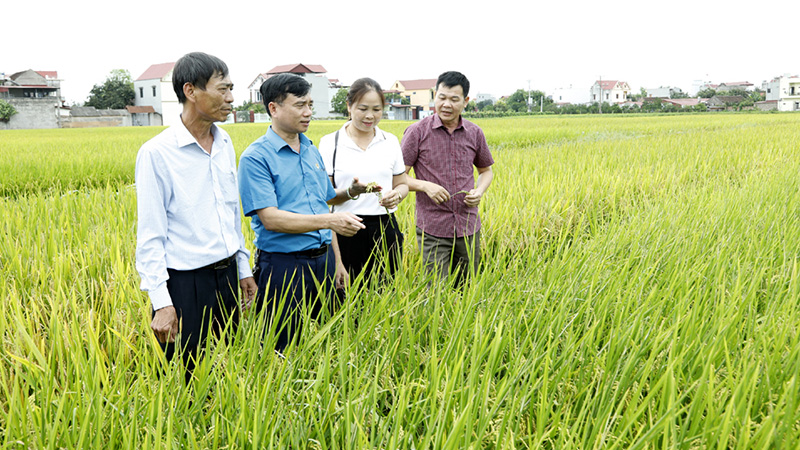 Bắc Giang: Nhân rộng những cánh đồng xanh