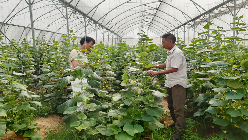 Bắc Giang: Vốn Quỹ Hỗ trợ nông dân tạo động lực phát triển sản phẩm OCOP