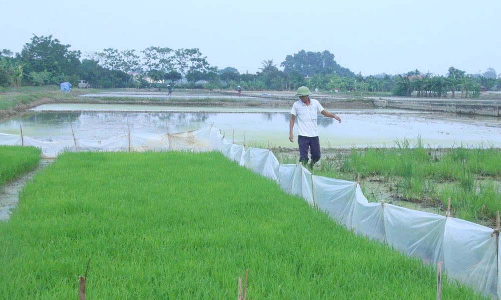 Phòng trừ dịch bệnh, bảo vệ cây trồng