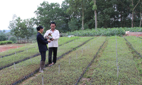 Giải pháp phát triển kinh tế trang trại bền vững ở Yên Thế