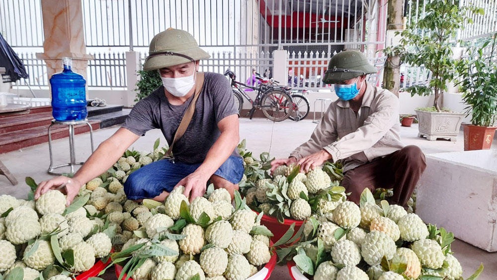 Bắc Giang: Gỡ khó khâu lưu thông tiêu thụ nông sản