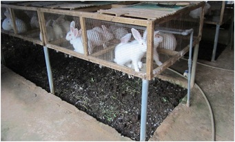 Hướng dẫn kỹ thuật nuôi giun quế dưới chuồng nuôi thỏ