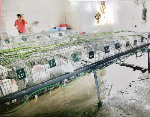 45 giải pháp tham gia Cuộc thi “Sáng tạo kỹ thuật của nhà nông” tỉnh Bắc Giang lần thứ IX