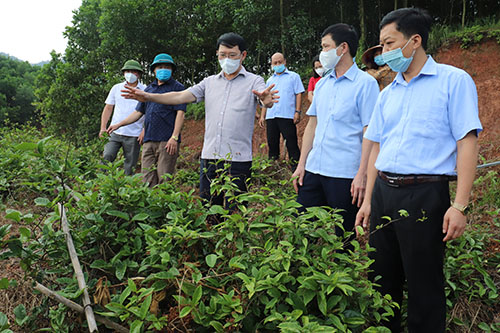 Chủ tịch UBND tỉnh Lê Ánh Dương thăm một số hợp tác xã sản xuất nông nghiệp do Hội Nông dân hướng dẫn thành lập