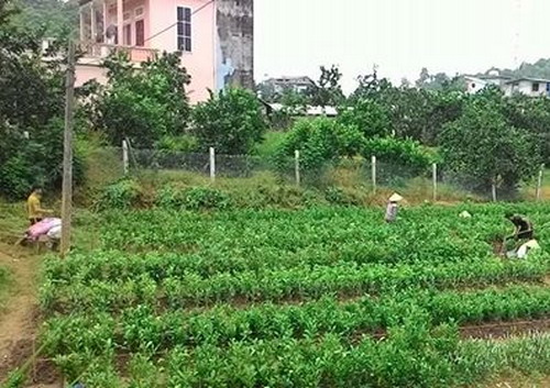 Bắc Giang: Nhiều mô hình sản xuất hay ra đời sau khi nông dân đi học nghề
